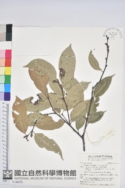 大葉苦櫧藏品圖，第1張