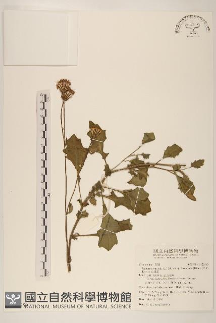白鳳菜藏品圖，第1張