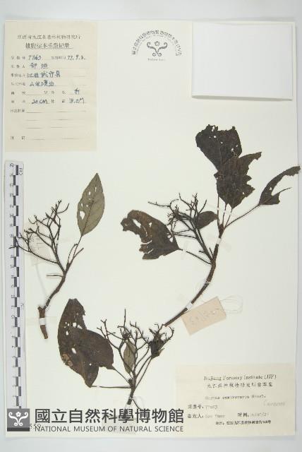 燈臺樹藏品圖，第1張