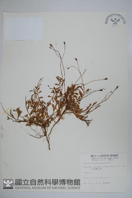 細葉蘭花參藏品圖，第1張