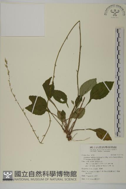 臺灣鬼督郵藏品圖，第1張