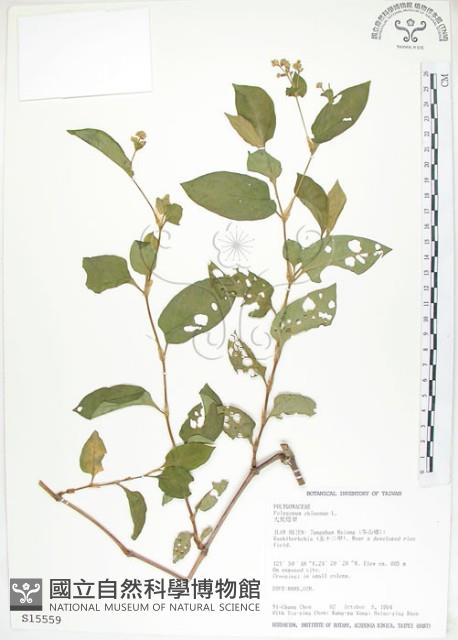 火炭母草、清飯藤藏品圖，第1張