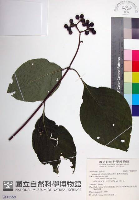 臺灣玉葉金花藏品圖，第1張