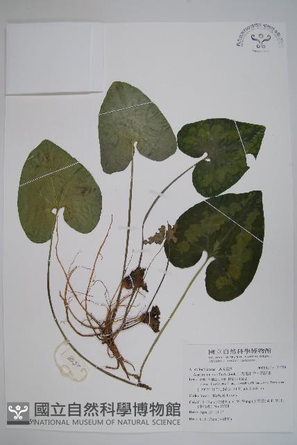 大花細辛、馬蹄香藏品圖，第1張