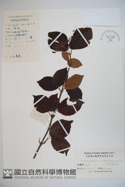 廬山莢迷藏品圖，第1張