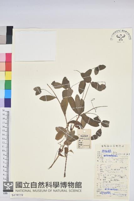 鉤腺大戟藏品圖，第1張