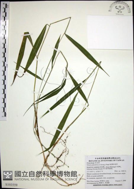 皺葉狗尾草藏品圖，第1張