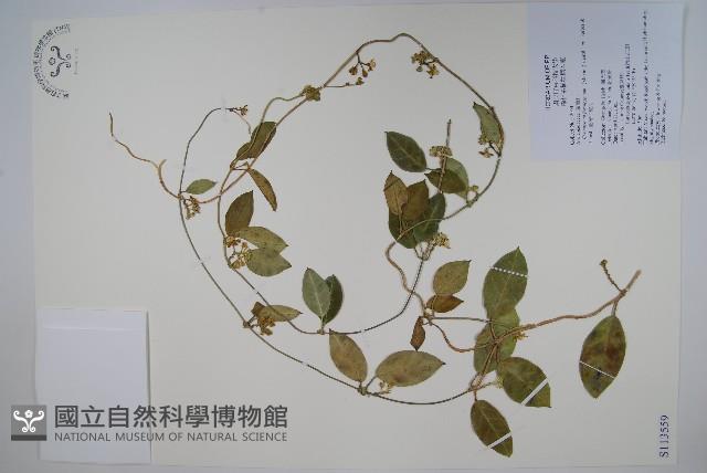 臺灣牛皮消、臺灣白薇藏品圖，第1張