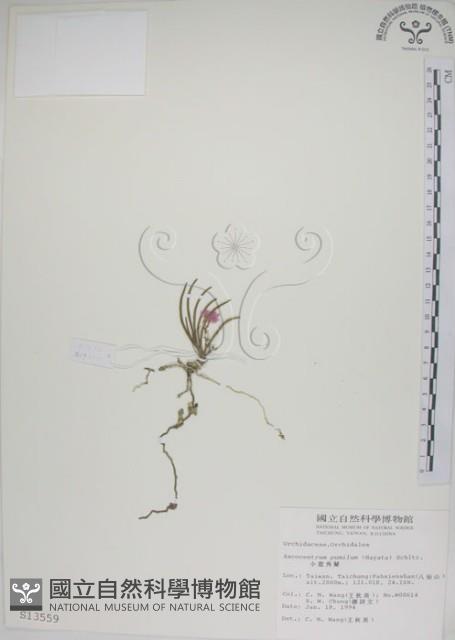 鹿角蘭、小鹿角蘭藏品圖，第1張