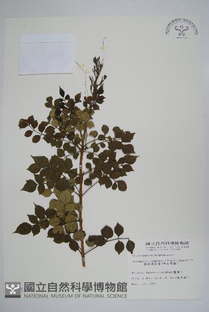 南非凌霄花、得克馬樹藏品圖，第1張