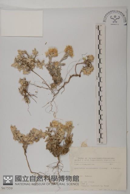 尼泊爾籟簫藏品圖，第1張