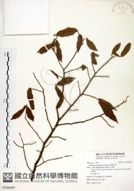 柳葉山茶藏品圖，第1張