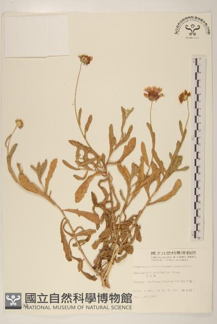 天人菊藏品圖，第1張