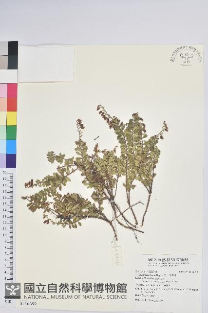 高山白珠樹藏品圖，第1張