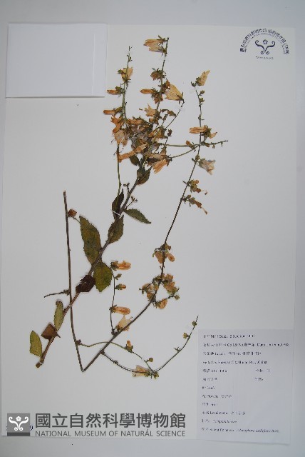 杏葉沙參藏品圖，第1張