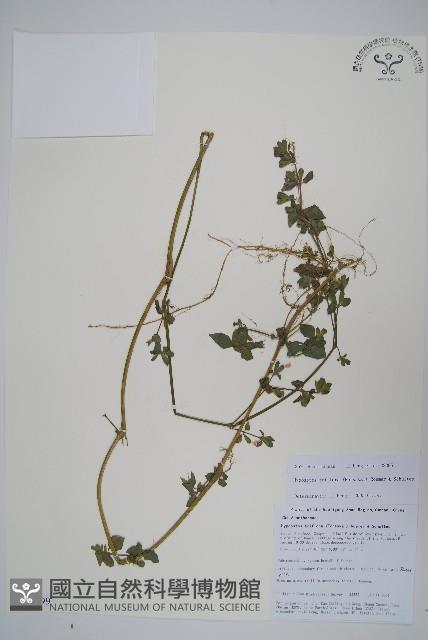 三花槍刀菜藏品圖，第1張