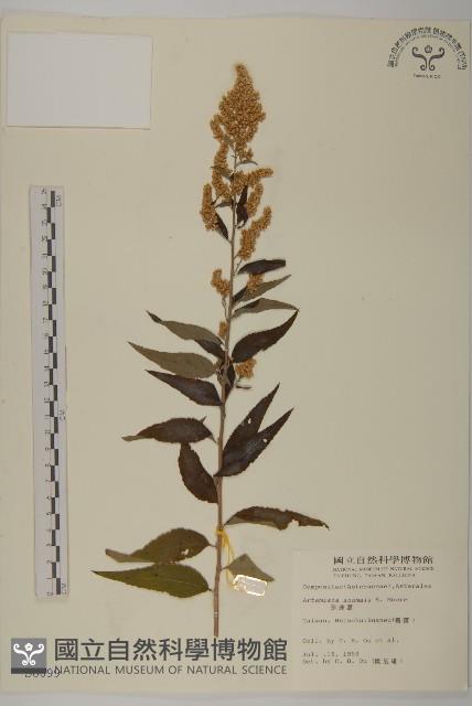 珍珠蒿、奇蒿藏品圖，第1張