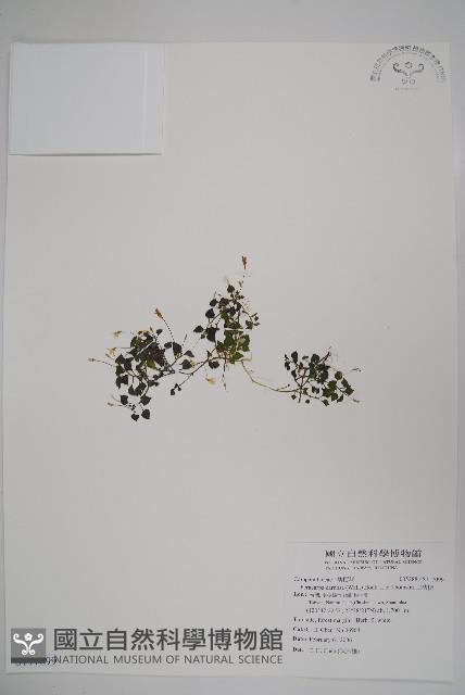 山桔梗藏品圖，第1張