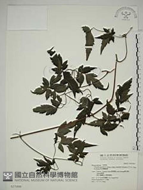 巴氏鐵線蓮藏品圖，第1張