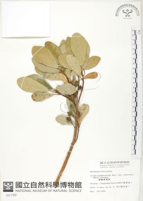 鵝鑾鼻蔓榕藏品圖，第1張