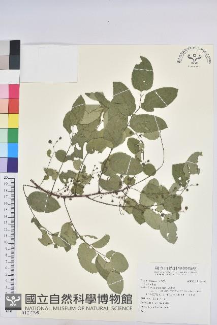 登錄號:S127799藏品圖，第1張