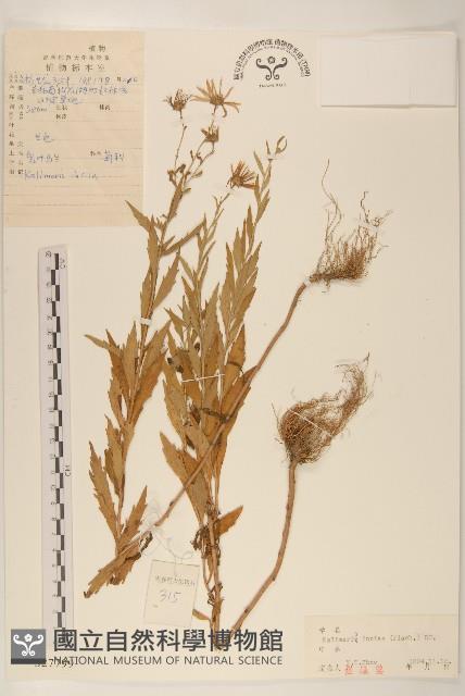 裂葉馬蘭藏品圖，第1張