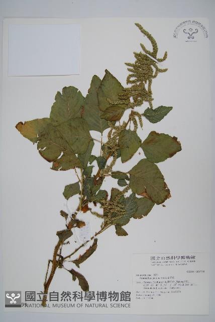 青莧藏品圖，第1張