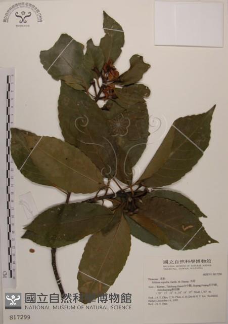 木荷藏品圖，第1張