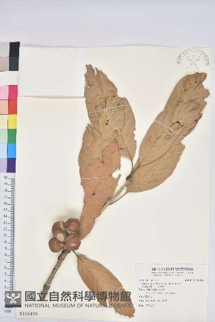 大葉石櫟、大葉校栗藏品圖，第1張