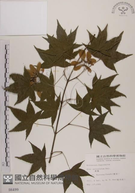 青楓藏品圖，第1張