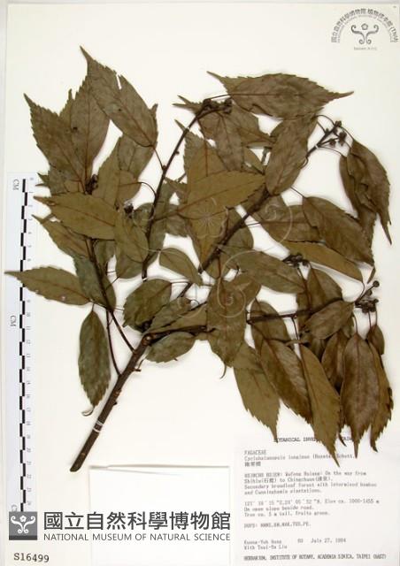 青剛櫟藏品圖，第1張