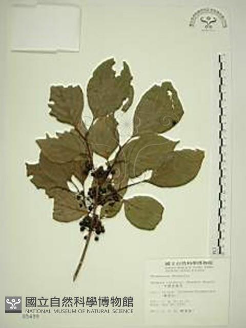 中原氏鼠李藏品圖，第1張