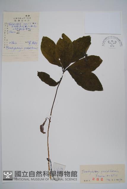 山茄子藏品圖，第1張