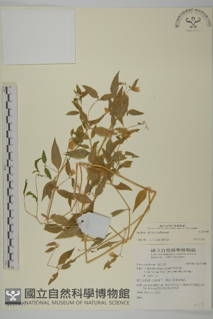 登錄號:S137499藏品圖，第1張