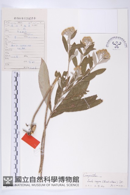 羊耳菊藏品圖，第1張