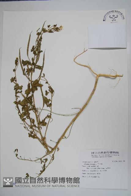 向天黃藏品圖，第1張