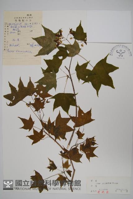 元寶槭藏品圖，第1張