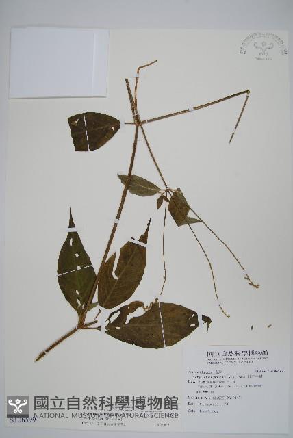 日本牛膝藏品圖，第1張