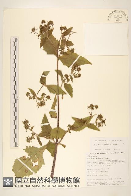 豨薟藏品圖，第1張