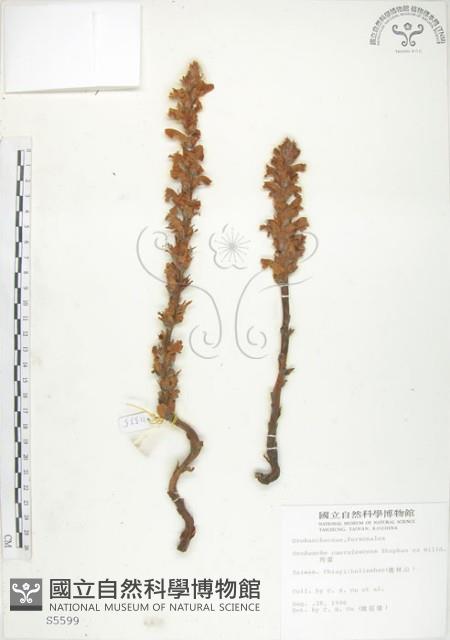 列當藏品圖，第1張