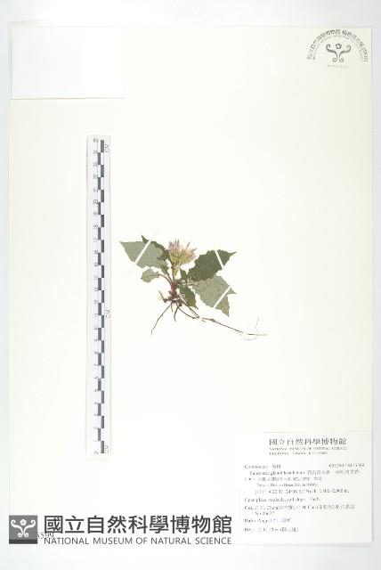 高山青木香、腺毛青木香藏品圖，第1張