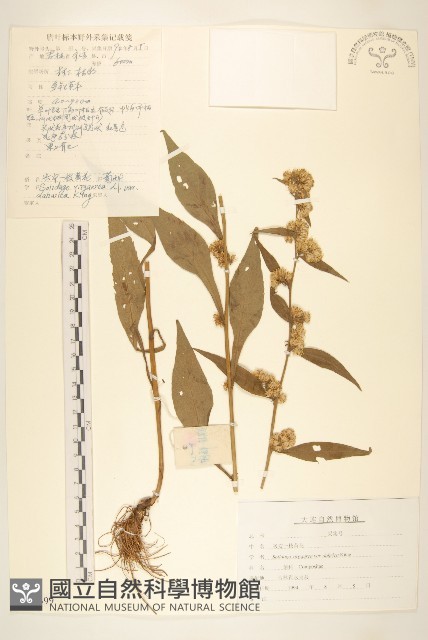 登錄號:S107599藏品圖，第1張