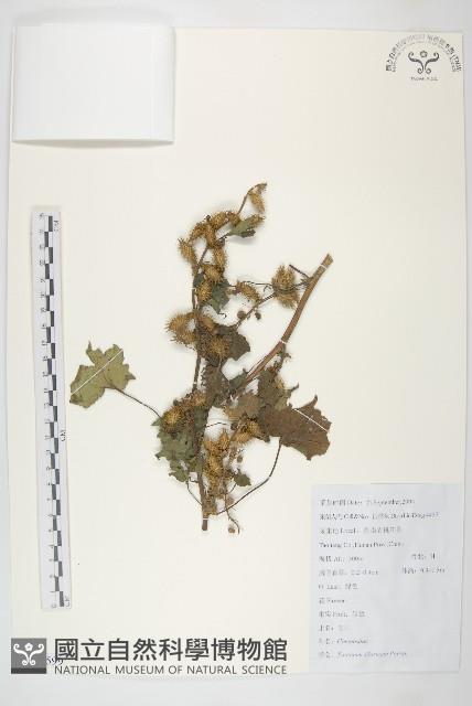 蒼耳藏品圖，第1張