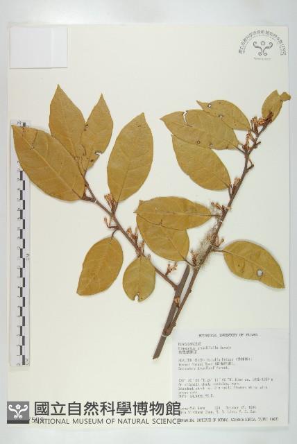 慈恩胡頹子藏品圖，第1張