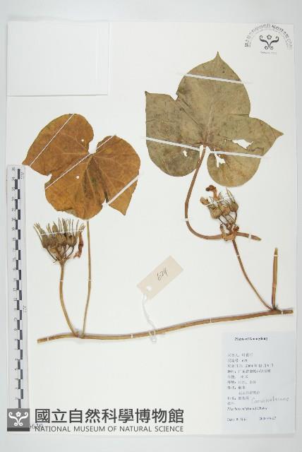 裂葉牽牛藏品圖，第1張