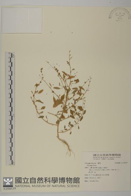 登錄號:S106639藏品圖，第1張