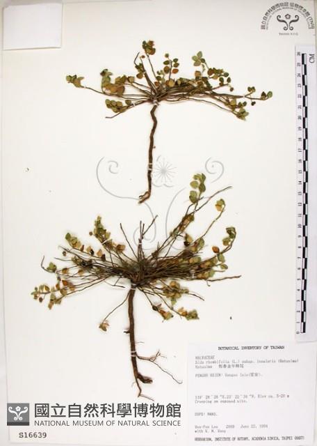 恆春金午時花藏品圖，第1張