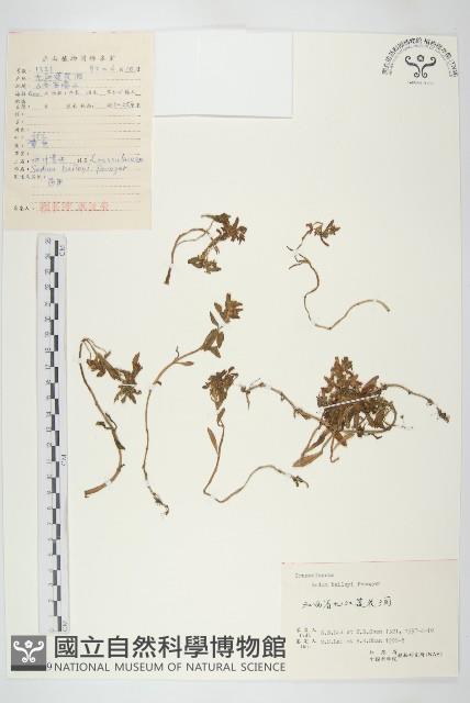 對葉景天藏品圖，第1張