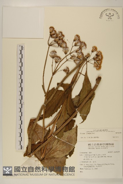 登錄號:S136639藏品圖，第1張