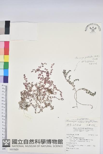 小葉大戟藏品圖，第1張